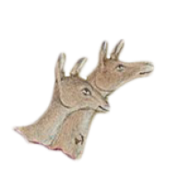 Two deers