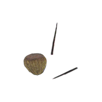 drum