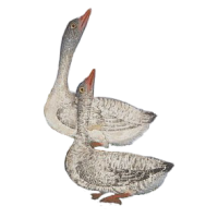 two white goose