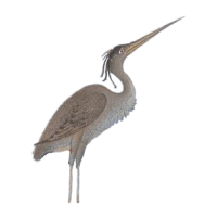 herons