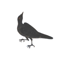 crow