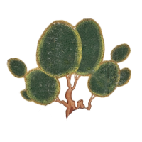 cactus tree