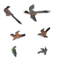 Birds