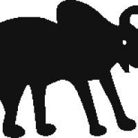 zebu Cow