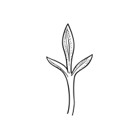 Sassanian Plant